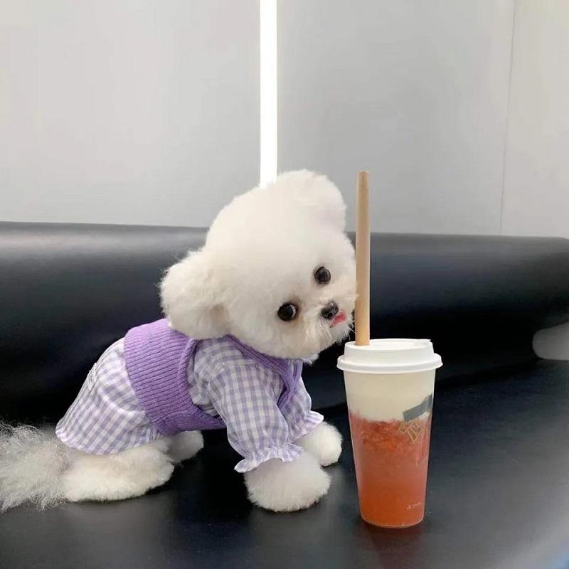 Dog Clothes Spring Autumn Winter Clothes Cat Puppy Cute Shirt Vest Sweater Two-Piece Set Teddy Small Dog Pet Clothes Cute Lovely Outdoor Outfit